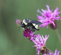 Triepeolus concavus