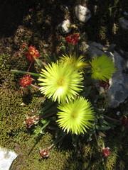 Cheiridopsis rostrata