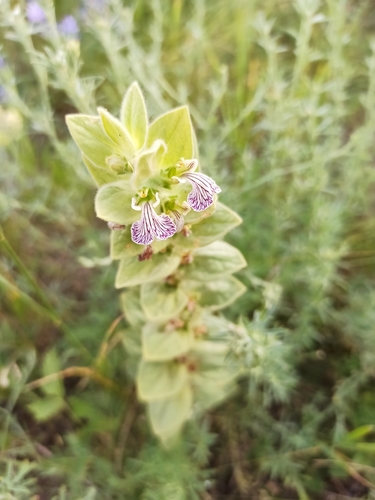 Ajuga laxmannii (Ajuga laxmannii)