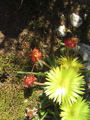 Cheiridopsis rostrata