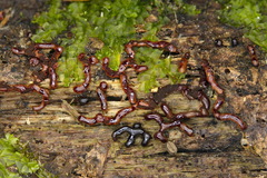 Willkommlangea reticulata