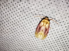 Chamaeclea basiochrea