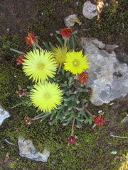 Cheiridopsis rostrata