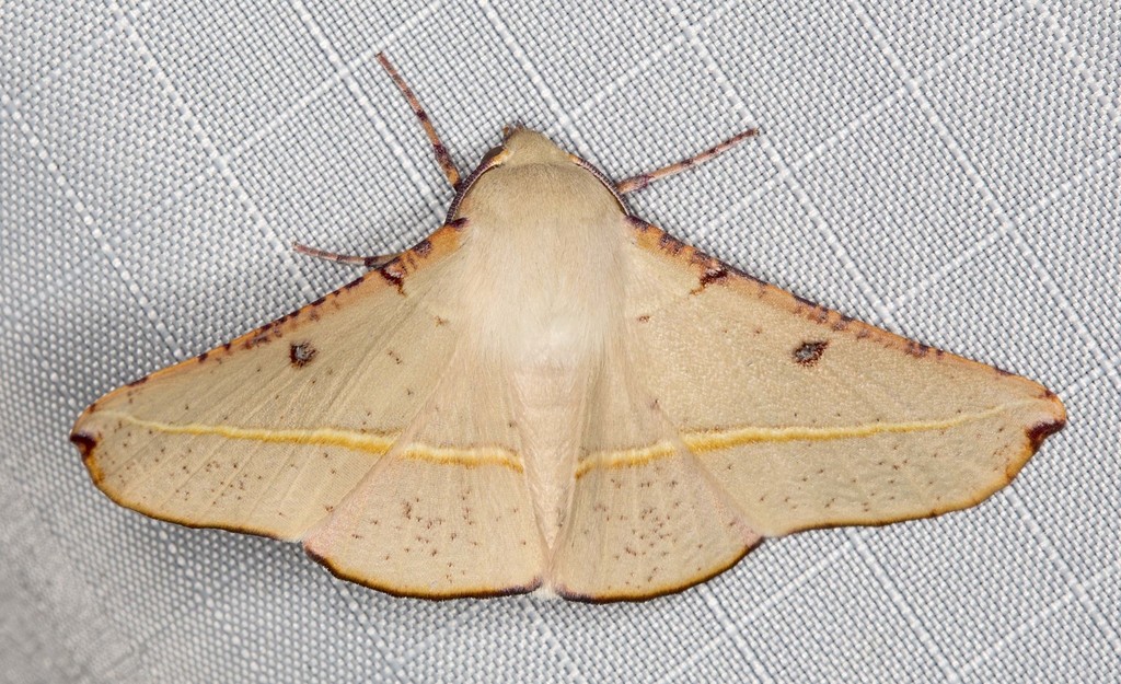 Oenochroma pallida