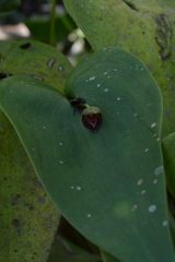 Pleurothallis cardiothallis
