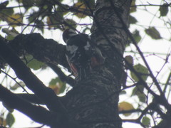 Dendrocopos major