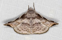 Oenochroma turneri