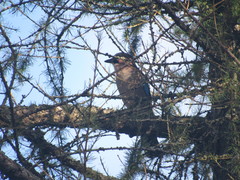 Garrulus glandarius