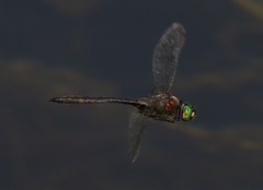 Somatochlora meridionalis