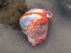 Pseudocolochirus axiologus