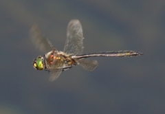 Somatochlora meridionalis