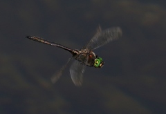 Somatochlora meridionalis