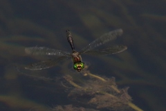 Somatochlora meridionalis