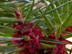 Melichrus erubescens