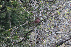 Carpodacus dubius