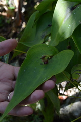Pleurothallis cardiothallis