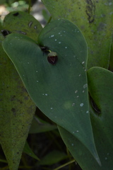 Pleurothallis cardiothallis