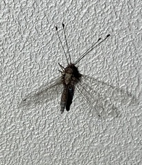 Ululodes quadripunctatus