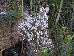 Erica ecklonii