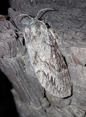 Gloveria arizonensis