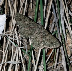 Mericisca perpictaria