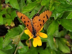 Acraea terpsicore