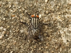 Sarcophagidae