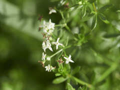 Galium saxatile