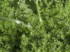 Galium saxatile