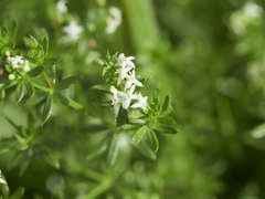 Galium saxatile