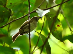 Hemitriccus griseipectus