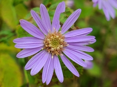 Symphyotrichum