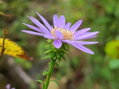 Symphyotrichum