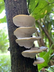 Fayodiaceae