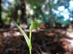 Pterostylis agathicola