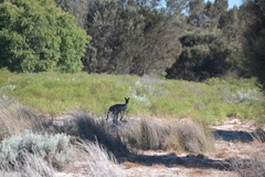 Macropus fuliginosus