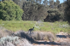 Macropus fuliginosus