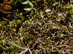 Sciuro-hypnum glaciale