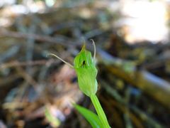 Pterostylis agathicola