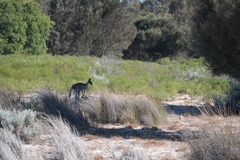 Macropus fuliginosus