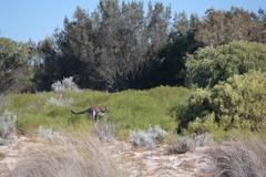 Macropus fuliginosus