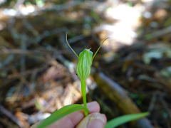 Pterostylis agathicola