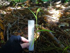 Pterostylis agathicola