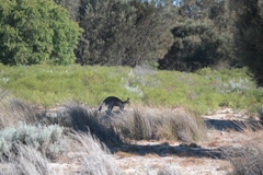 Macropus fuliginosus