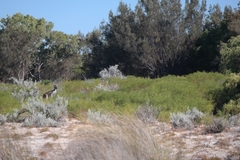 Macropus fuliginosus