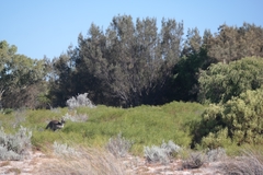 Macropus fuliginosus