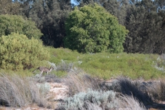 Macropus fuliginosus
