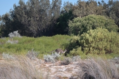 Macropus fuliginosus