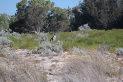 Macropus fuliginosus