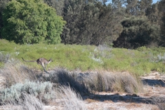 Macropus fuliginosus